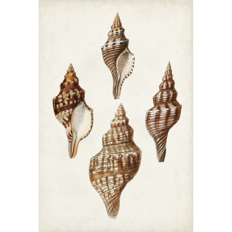 Sowerby Shells IV by James Sowerby - Wrapped Canvas Print, 30cm H x 20cm W x 3.8cm D