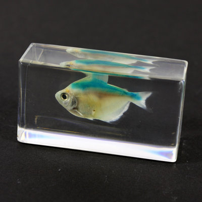 Phillippi Animals Figurines & Sculptures