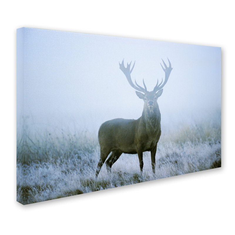 Ann «Stag», reproduction de photo sur toile tendue, 16 po x 24 po