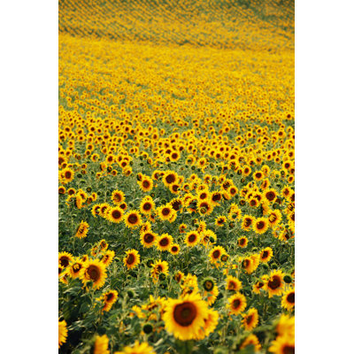 Sunflowers by Klenova - Wrapped Canvas Print