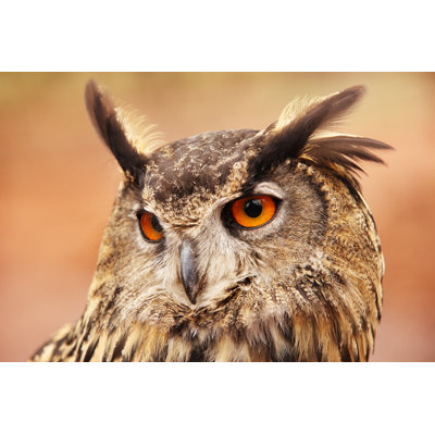 Eurasian Eagle Owl Bubo Bird 453163211