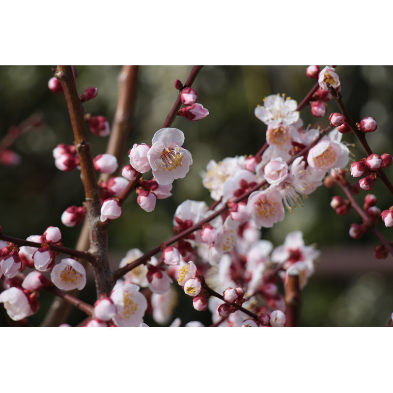 Plum Tree - Wrapped Canvas Print, 30cm H x 46cm W x 3.8cm D