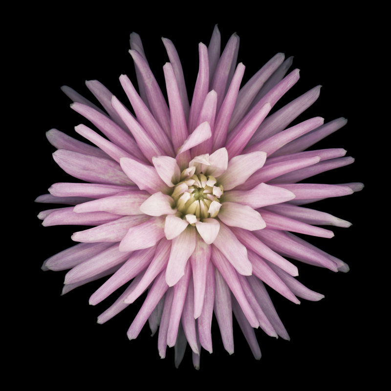 Pink Dahlia Isolated On Black - Wrapped Canvas Print, 51cm H x 51cm W x 3.8cm D