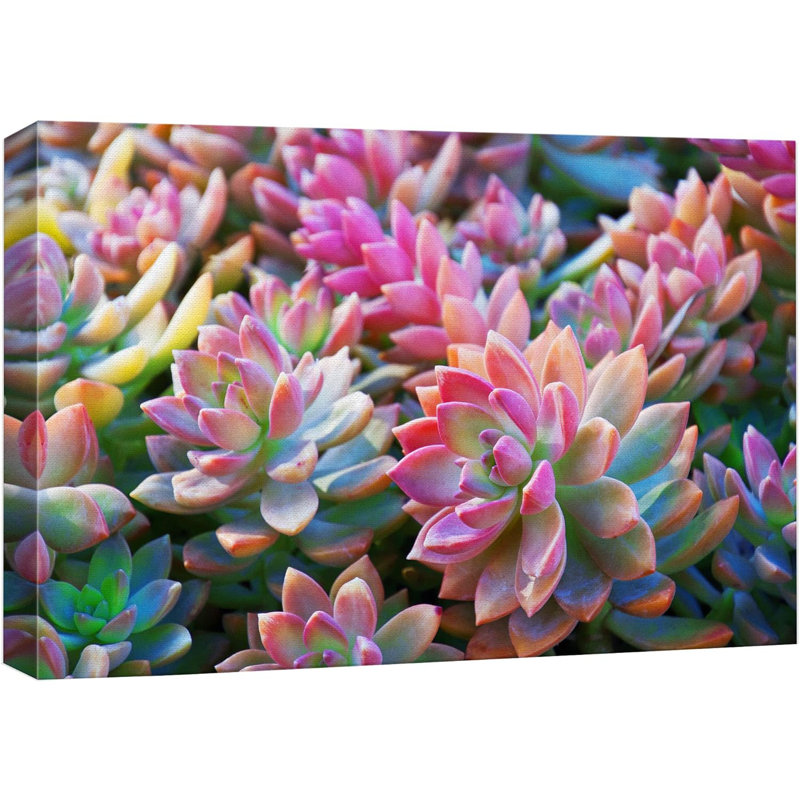 «Tricolor Mini Haworthia Succulent» sur toile, H 24 po x l 36 po