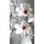 Branche de magnolia rose poudré 35 po