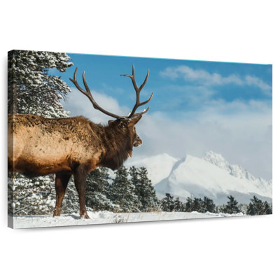 Brampt Elk Winter Journey