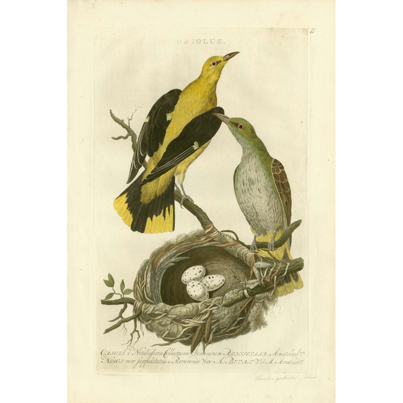 Nozeman Birds & Nids II, H 12 po x l 8 po