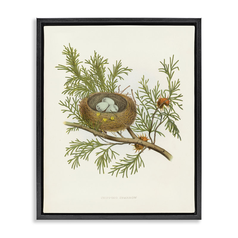  «Forest Bird Nest» sur toile par Tina Higgins Designs, Inc., H 21 po x l 17 po, Cadre flottant noir de jais