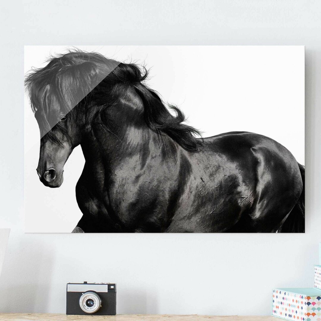 Glasbild Arabian Stallion