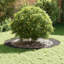 Tree Ring Decorative Garden Modern Protector Outdoor Ornament Base Home-418723712-418723725