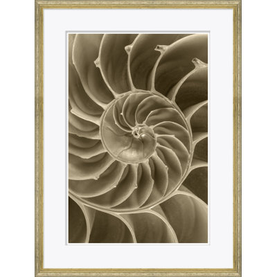 Sealife In Sepia Giclee Print
