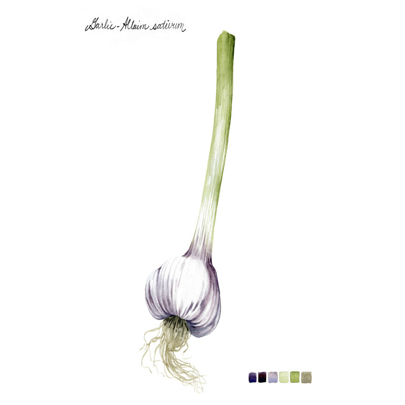Racine de légumes I, H 12 po x l 8 po