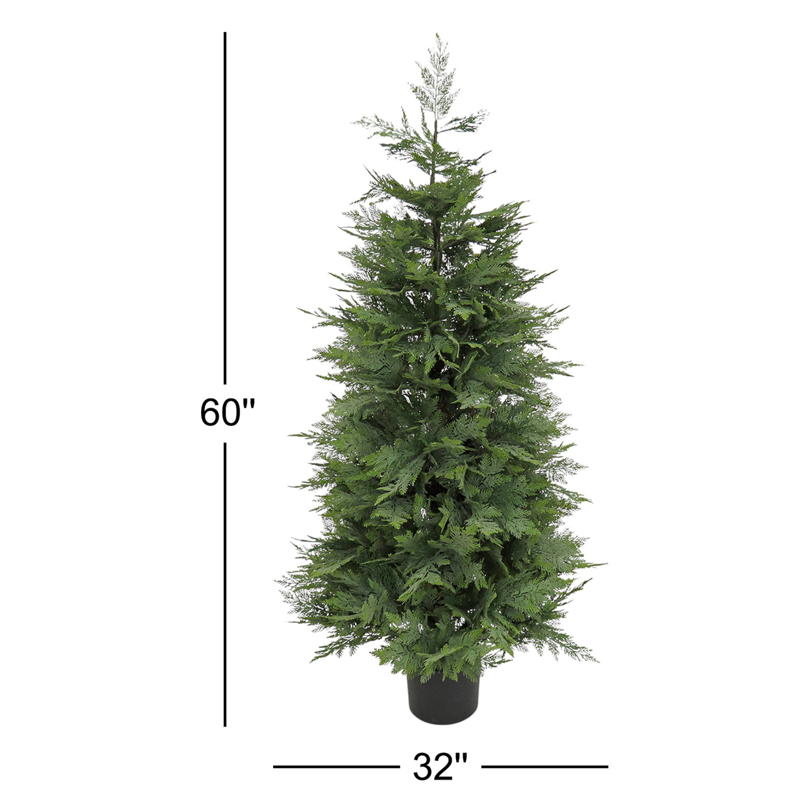 60" Cypress Tree in Pot