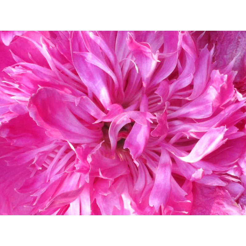 Second Peony Print by Drew Gaffney, Black Framed Paper, 17.25" H x 21.25" W