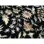 Dharma One-of-a-Kind 7'11" X 10'2 Area Rug