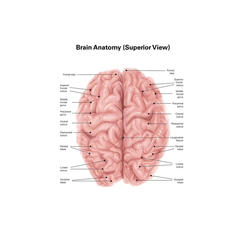 «Human Brain Anatomy, Superior View» par Alan Gesek - impression sur toile tendue, H 40 po x l 26 po x P 1,5 po