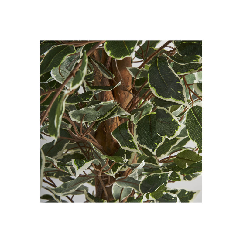 Ficus Tracie