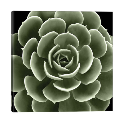 Green Succulent IV by Mia Jensen - Wrapped Canvas Print