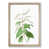 Oak Framed selected