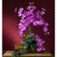 Tige d'orchidée phalaenopsis