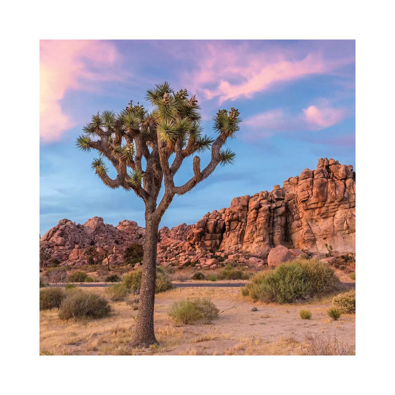 Joshua Tree Sunset Mood par Melanie Viola - Toile tendue, estampe numérique sur toile tendue, H 12 po x l 12 po x P 0,75 po