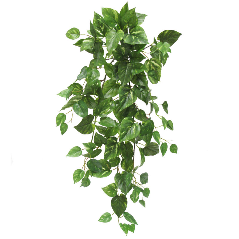 Plante suspendue 35 po Pothos Ivy