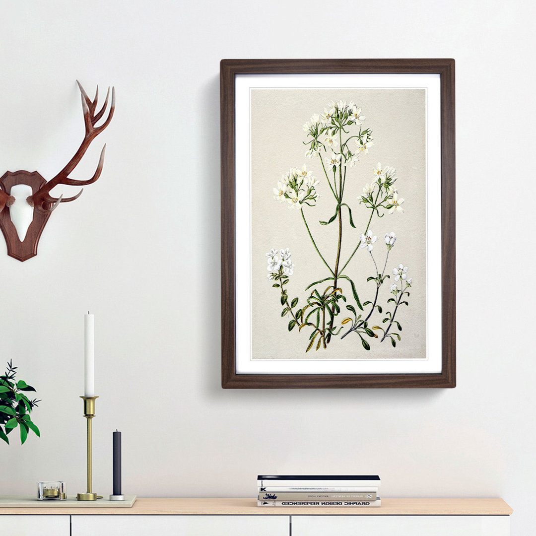 Gentiana Flowers by Sarah Featon - Picture Frame Painting Print