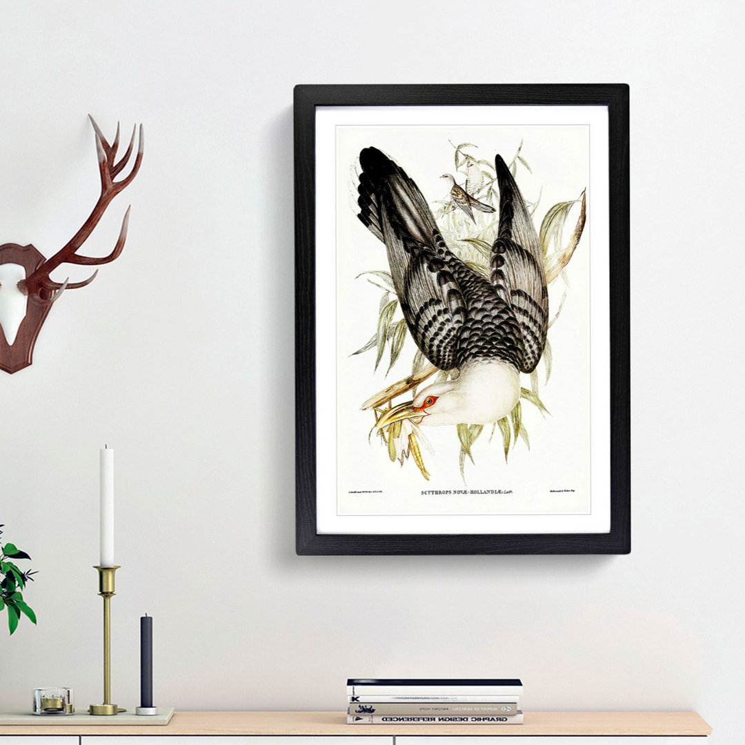 Channel Bill Cuckoo by Elizabeth Gould - Picture Frame Graphic Art Print