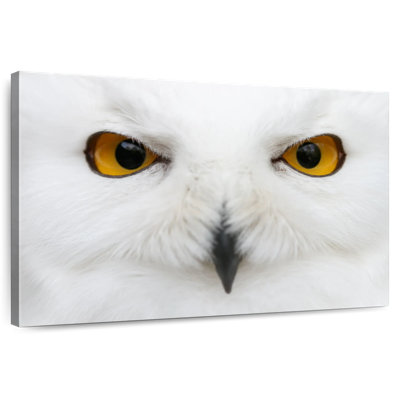 Brampt Eyes Of Snow Owl