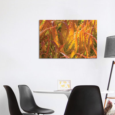 USA, Arizona, Desert Botanic Garden. Backlit Agave Cactus. by Jaynes Gallery - Wrapped Canvas Gallery-Wrapped Canvas Giclée