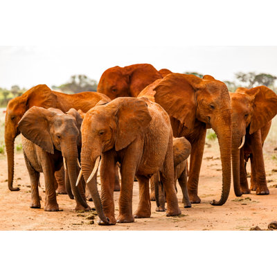 Tsavo East African Red Elephants 1 Piece Wall Art on Canvas