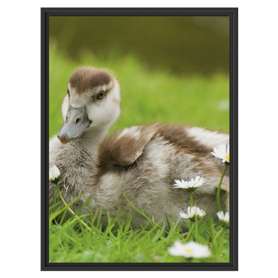 Gerahmtes Wandbild Enten auf Wiese