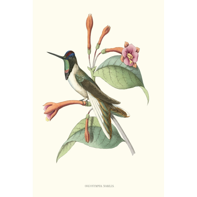 Hummingbird And Bloom IV by Mulsant & Verreaux - Wrapped Canvas Painting, 30cm H x 20cm W x 3.8cm D