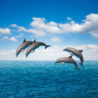" Jumping Dolphins " by Neirfy