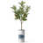 Abstrait vert terre