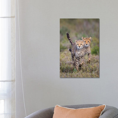 Cheetah Cubs Running Towards Camera, Ngorongoro Conservation Area, Tanzania - Wrapped Canvas Print