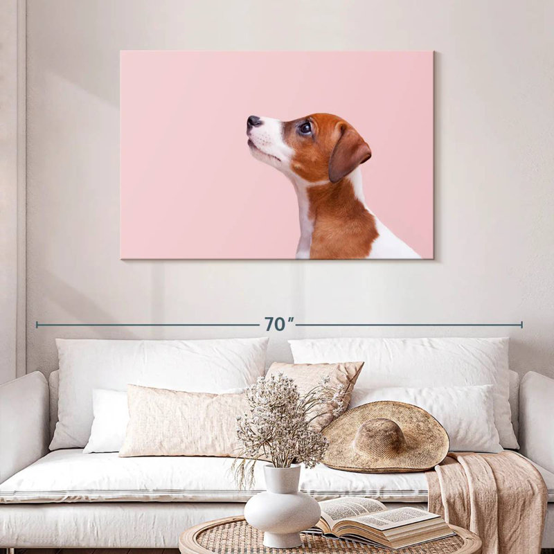Jack Russel Brampt, H 30 po x l 45 po