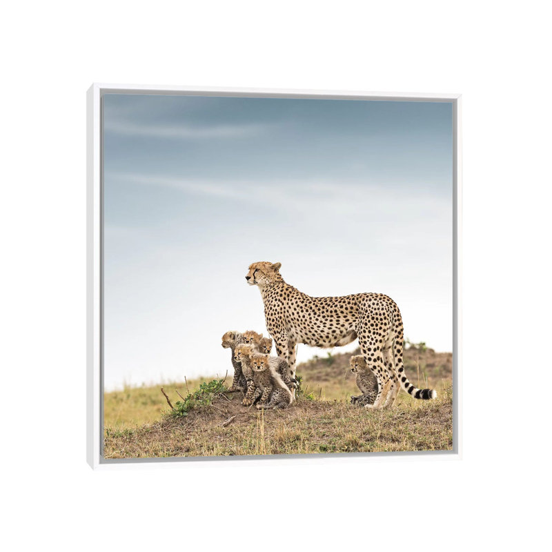 Colour Cheetah & Cubs by Klaus Tiedge - Print on Canvas, 66.04 cm H x 66.04 cm W, White Framed Canvas