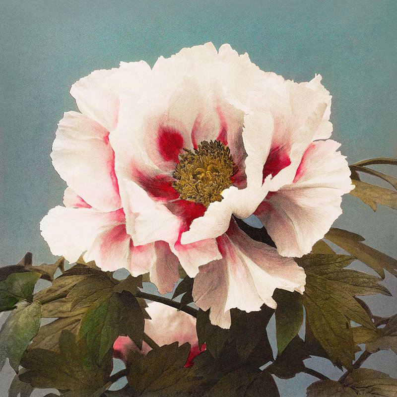 «Red Barrel Studio® Kazumasa», art sur toile tendue par Ogawa Gallery: Tree Peony II, H 28 po x l 28 po