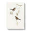 Plain-Coloured Finch by Elizabeth Gould - Wrapped Canvas-55325242
