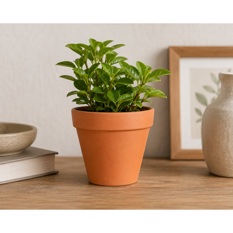Pot standard de 4,3 pouces