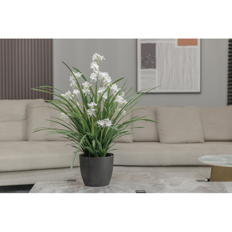 34 po Fausse citronnelle en pot