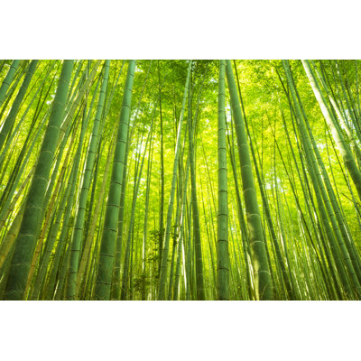 Bamboo Forest by Somchaij - Wrapped Canvas Print