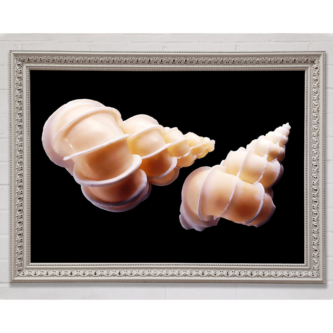 Beautiful Shell Duo - Einzelne Bilderrahmen Kunstdrucke