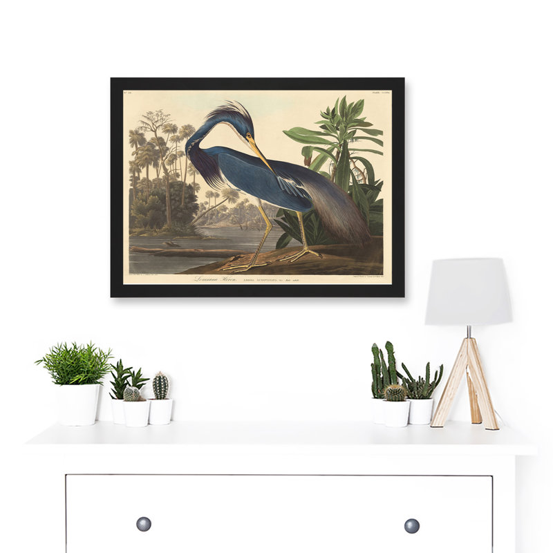 Bird Audubon Louisiana Heron 1 Piece Single Picture Frame Painting on Canvas