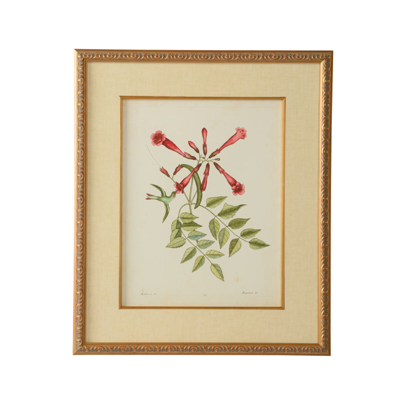 Catesby Bird And Botanical VI Print