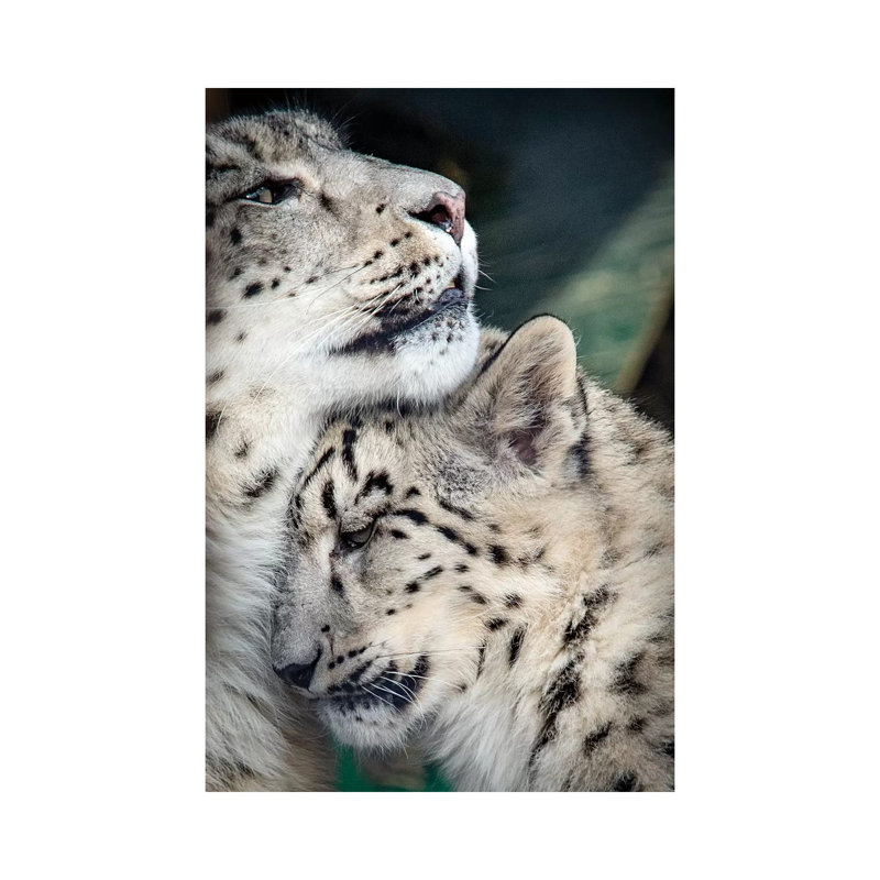 Snow Leopard Mother And Cab by Nik Rave - Print on Canvas, Wrapped Canvas, 66.04cm H x 45.72cm W x 1.91cm D
