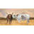 Nguni Herd Print On Canvas-98693924