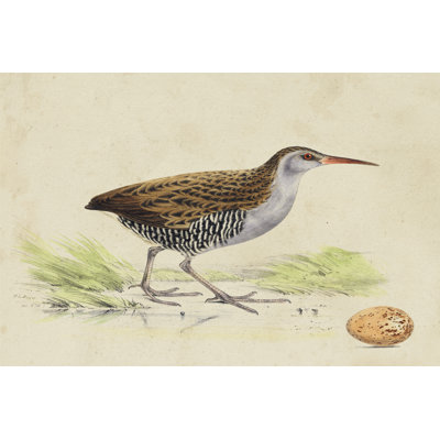 Meyer Shorebirds III by H. L. Meyer - Wrapped Canvas Print