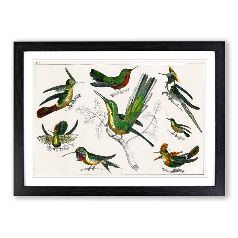Collection of Hummingbirds XXV by Oliver Goldsmith - Picture Frame Painting, 27cm H x 36cm W x 2cm D, Black Framed